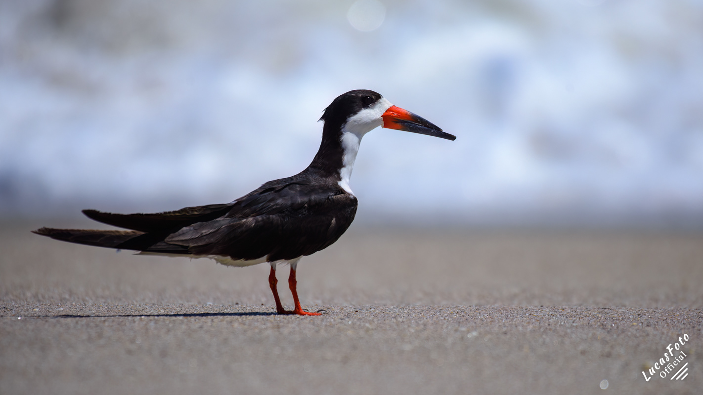 Black Skimmer