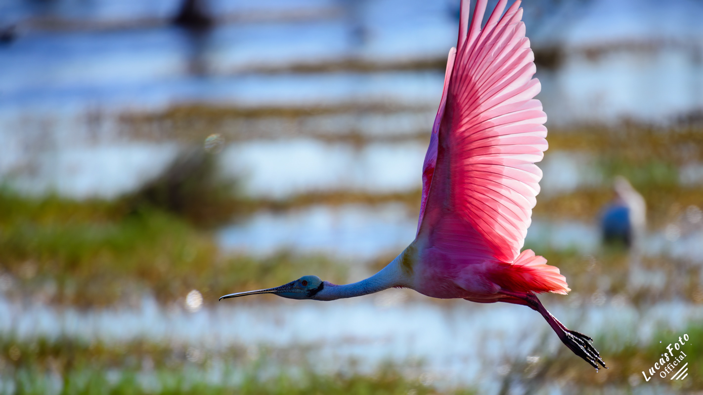 Roseate Spoonbill