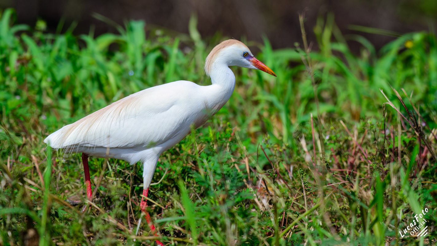 Cattle Egret