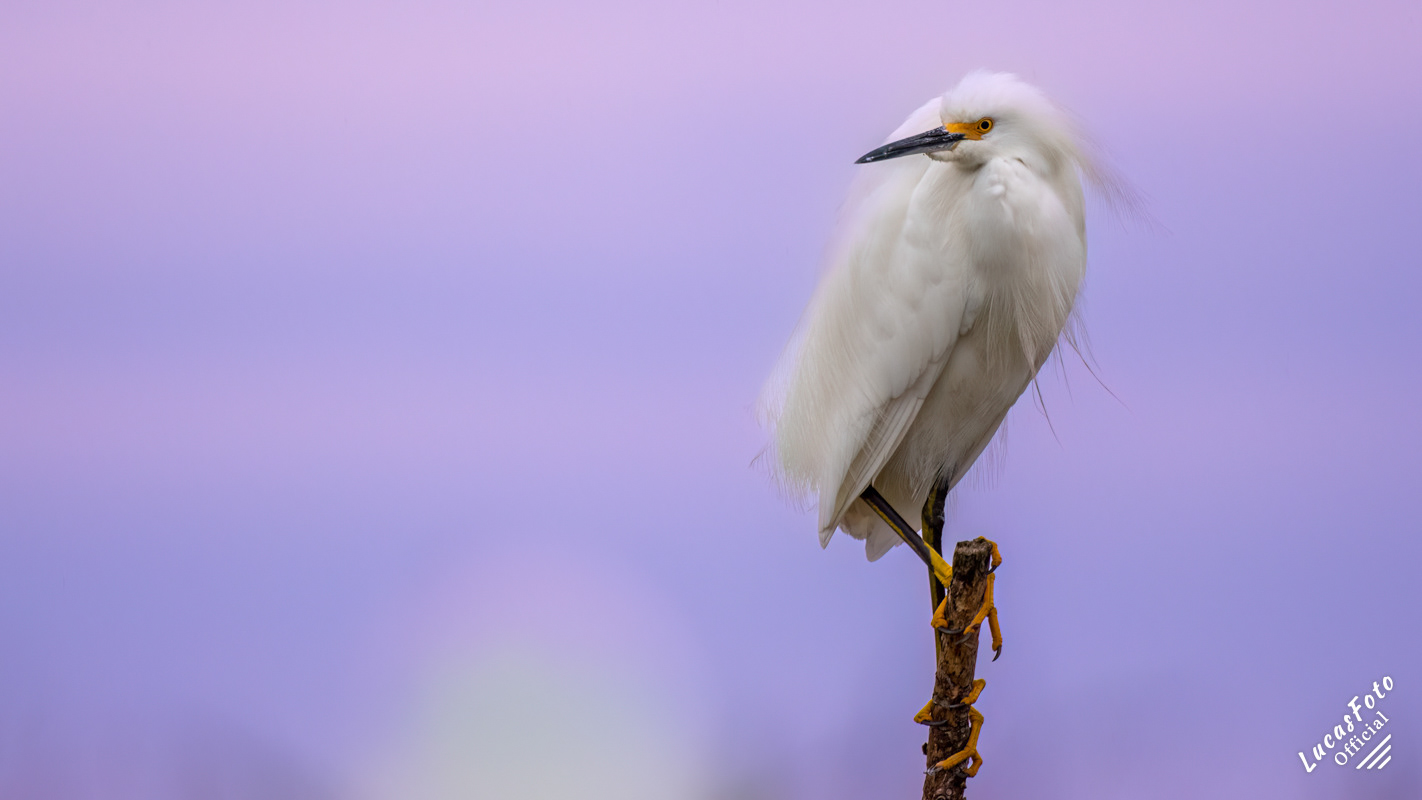 Snowy Egret