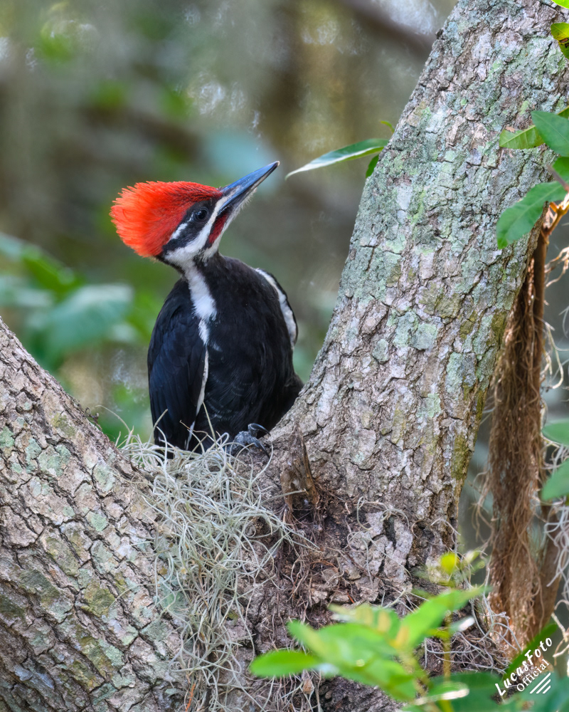 Pileated Woodpecker