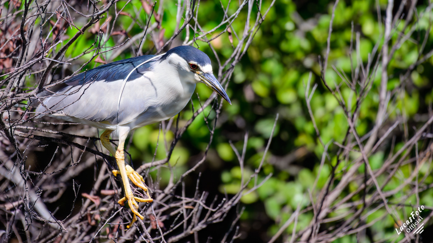Black-crowned Night Heron