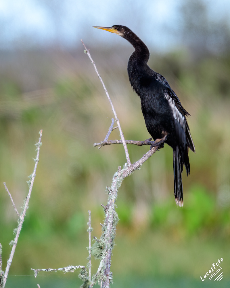 Anhinga