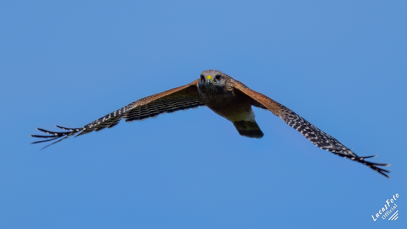 Red-shouldered Hawk