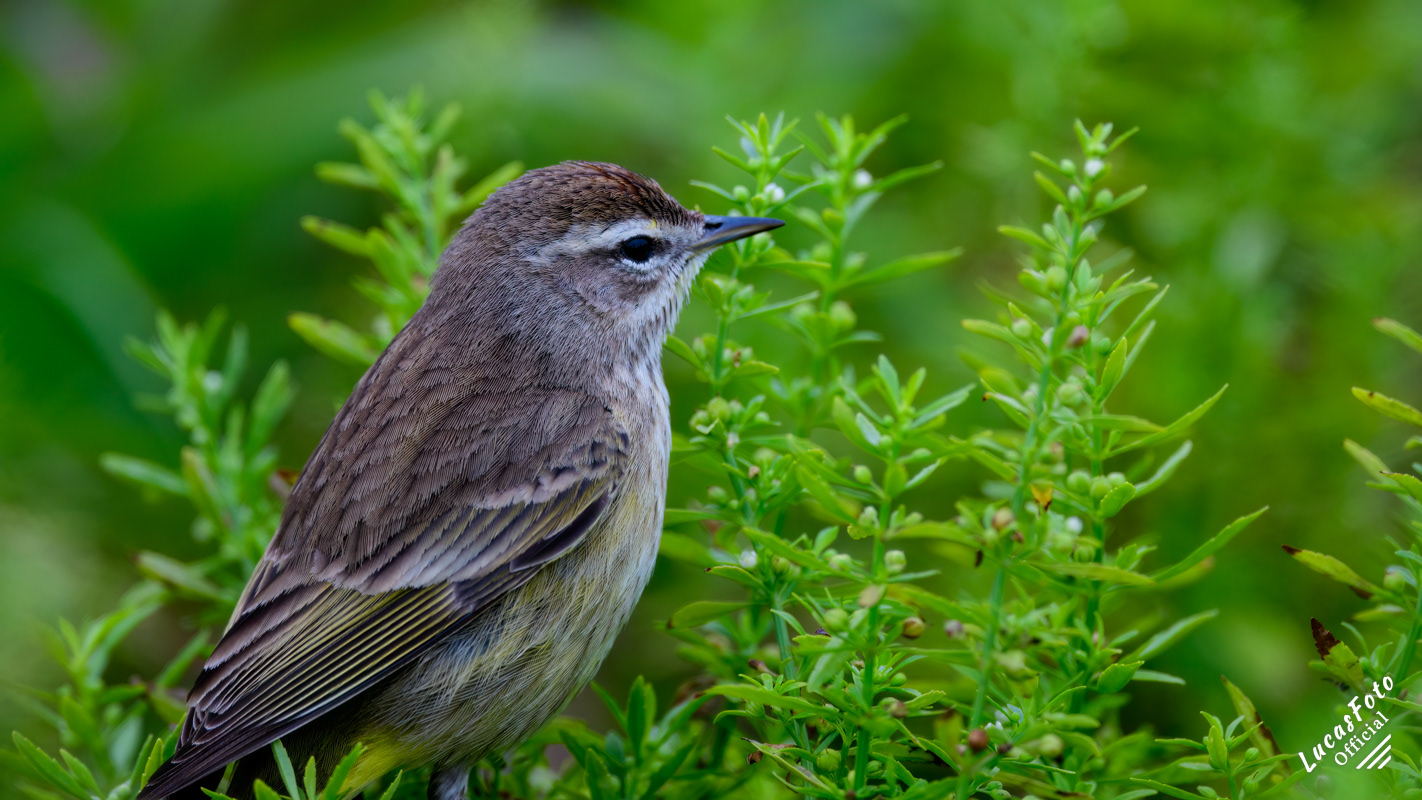 Palm Warbler