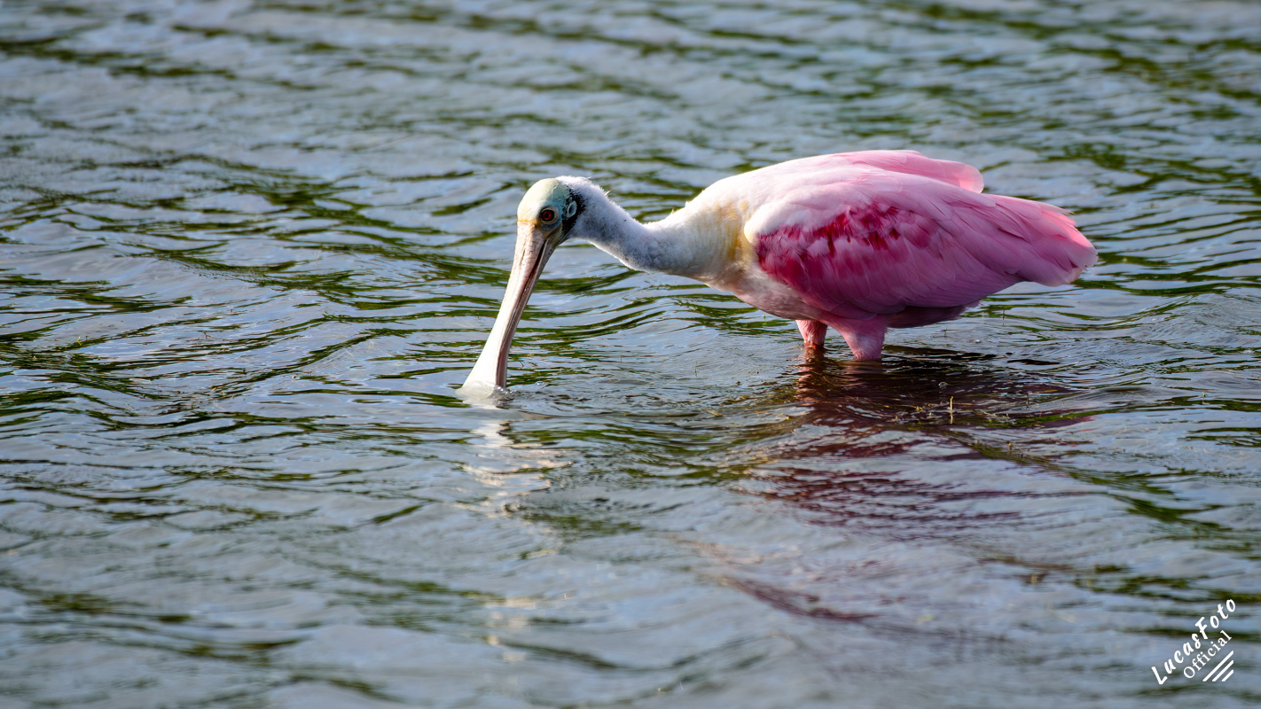 Roseate Spoonbill