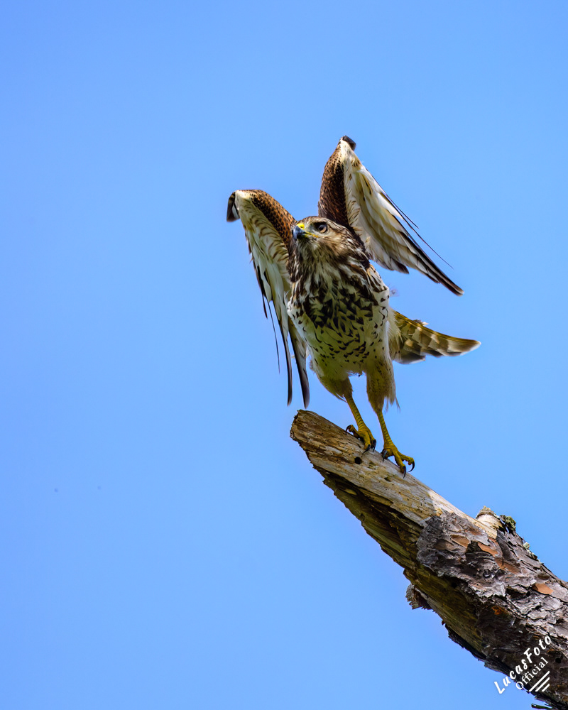 Red-shouldered Hawk