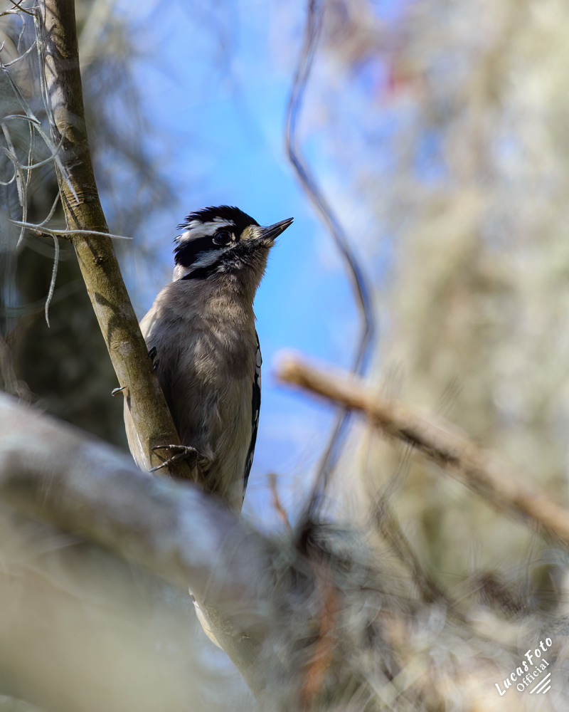 Downy Woodpecker