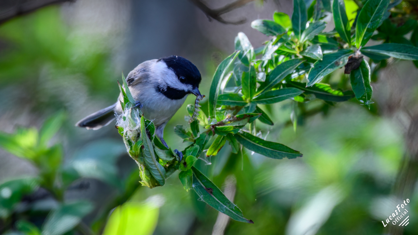 Carolina Chickadee
