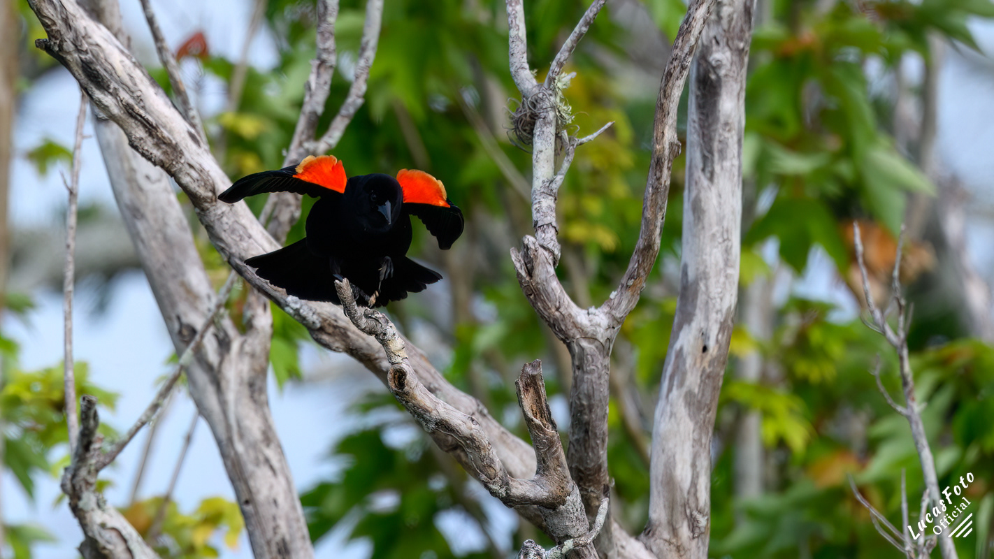 Red-winged Blackbird