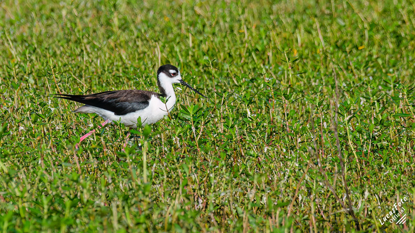 Black-necked Stilt