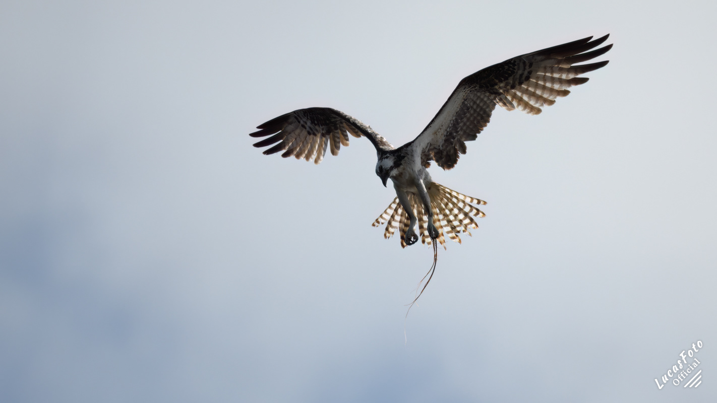 Osprey