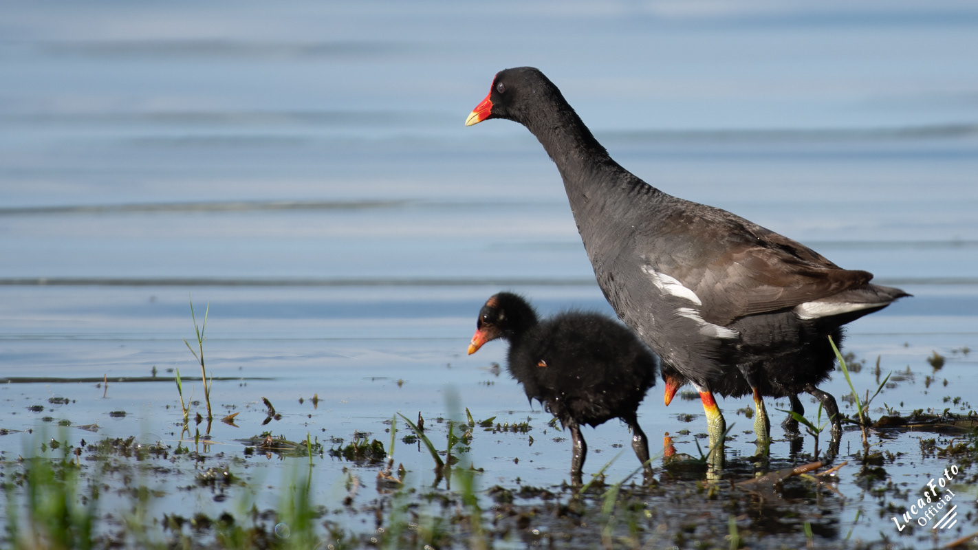 Common Gallinule