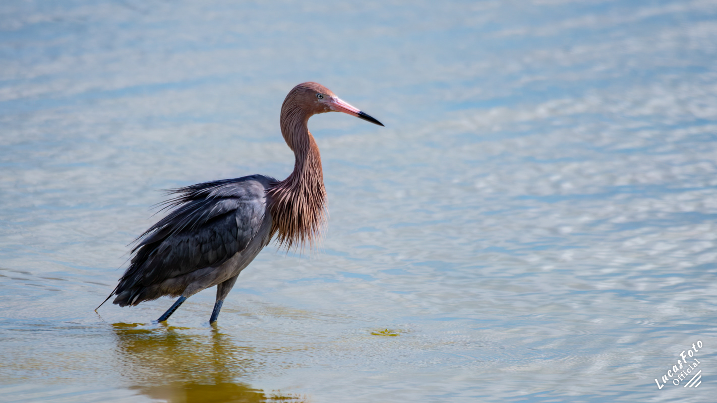 Reddish Egret