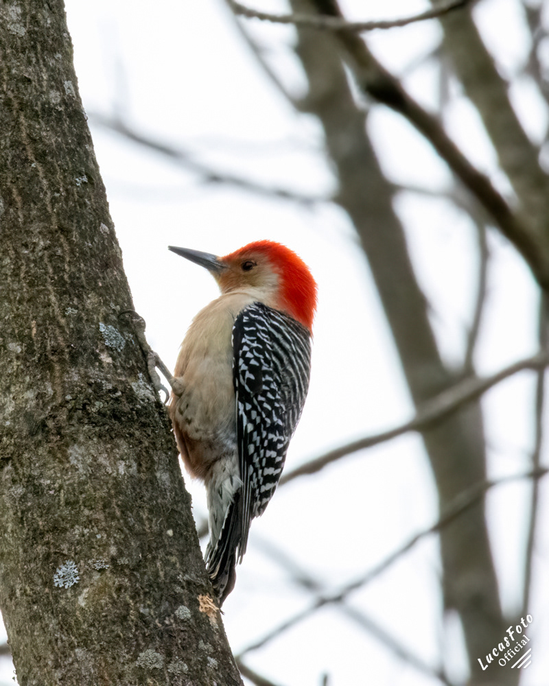 Red-bellied Woodpecker