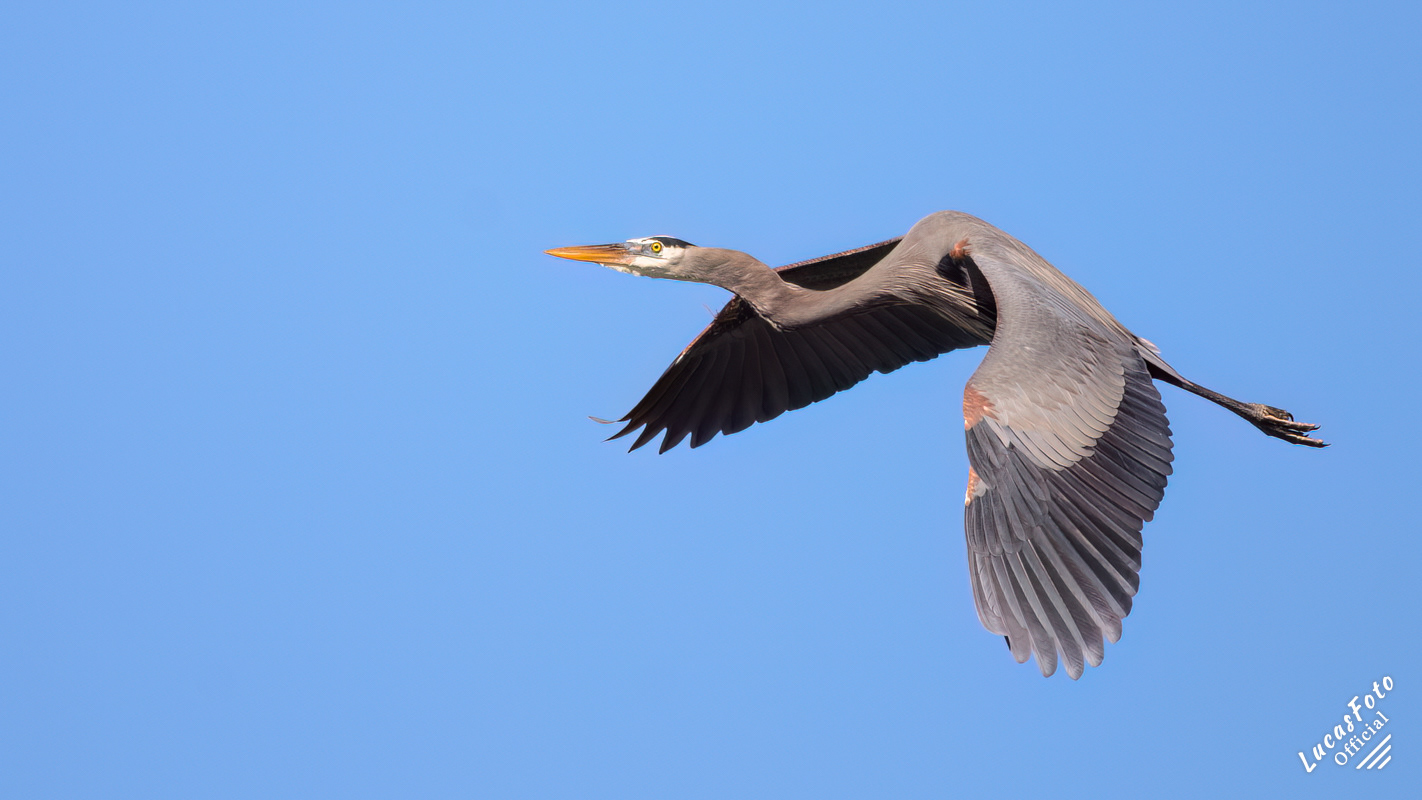 Great Blue Heron