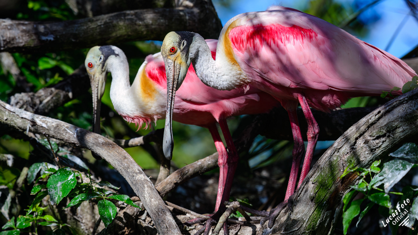 Roseate Spoonbill