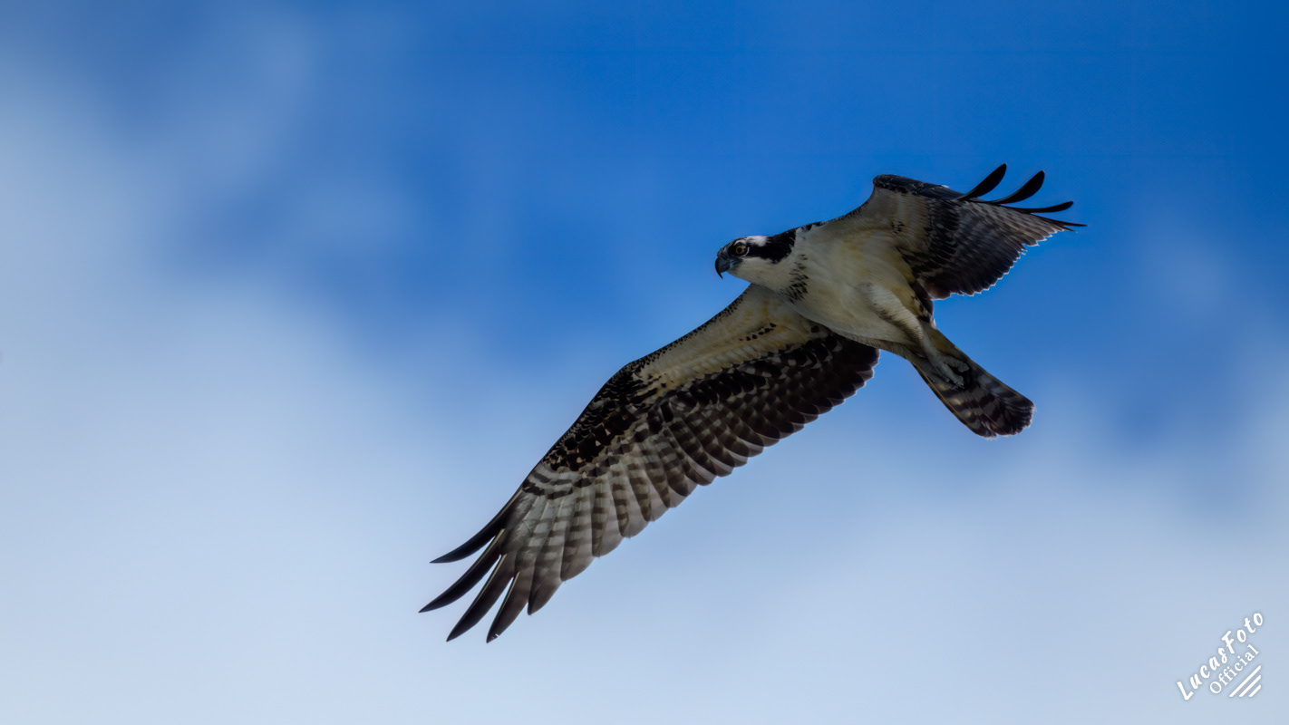 Osprey