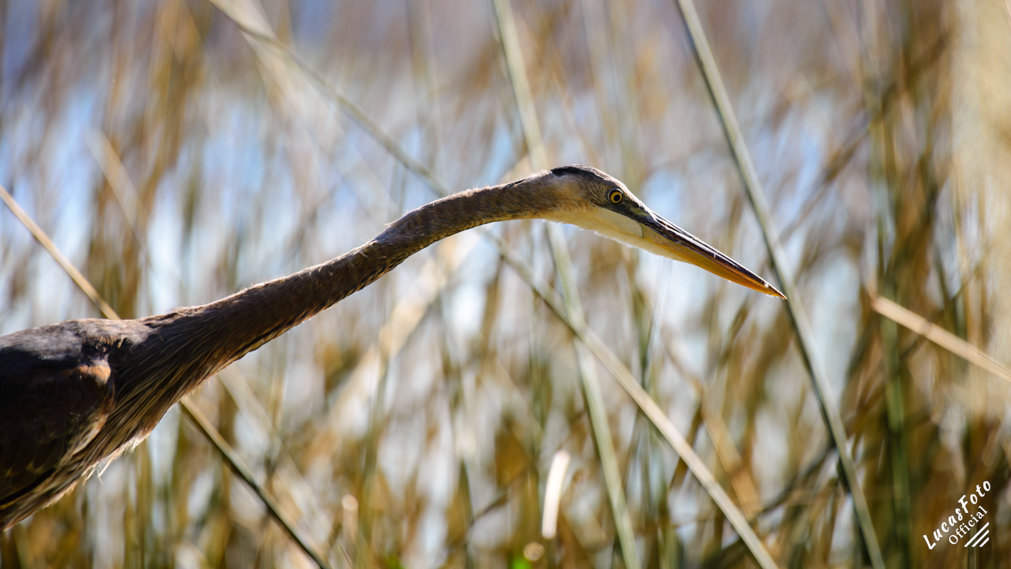 Great Blue Heron