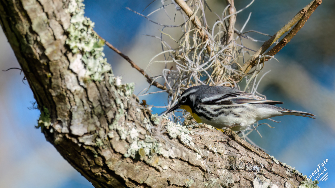 Yellow-throated Warbler