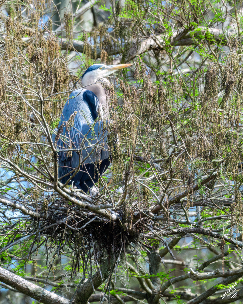 Great Blue Heron