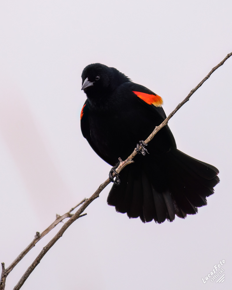 Red-winged Blackbird