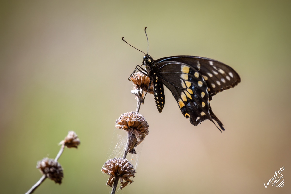 Black swallowtail