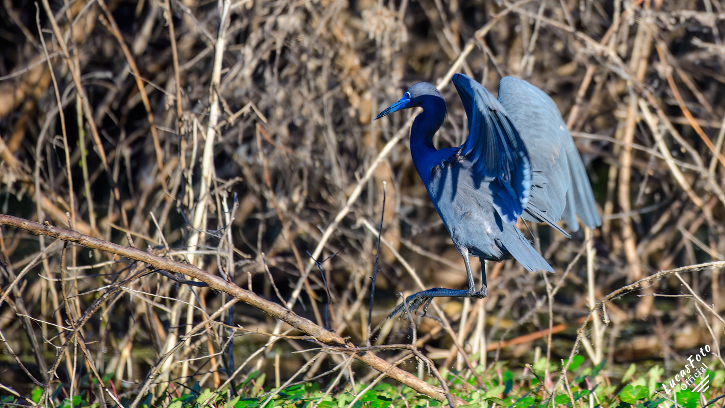 Little Blue Heron