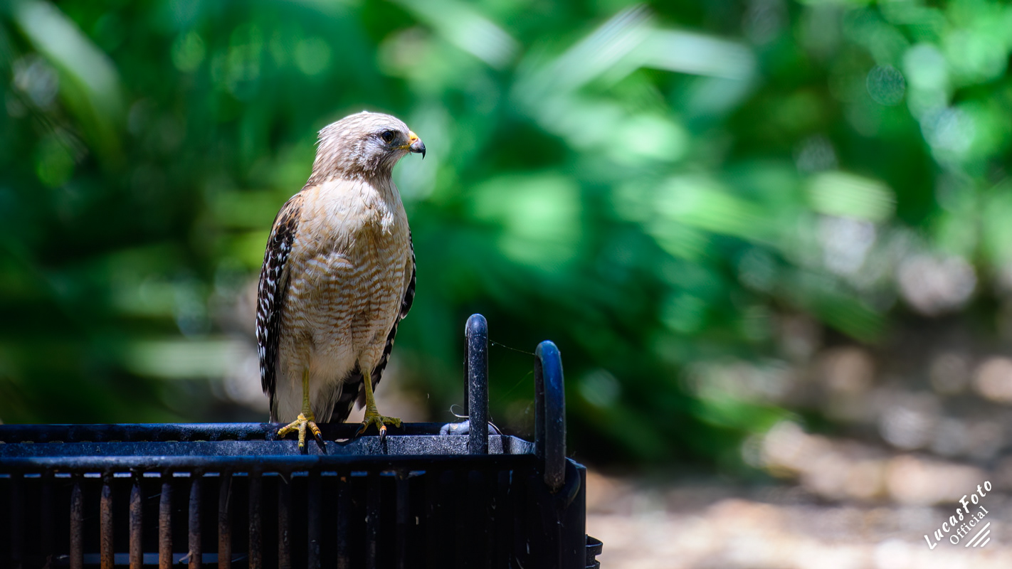 Red-shouldered Hawk