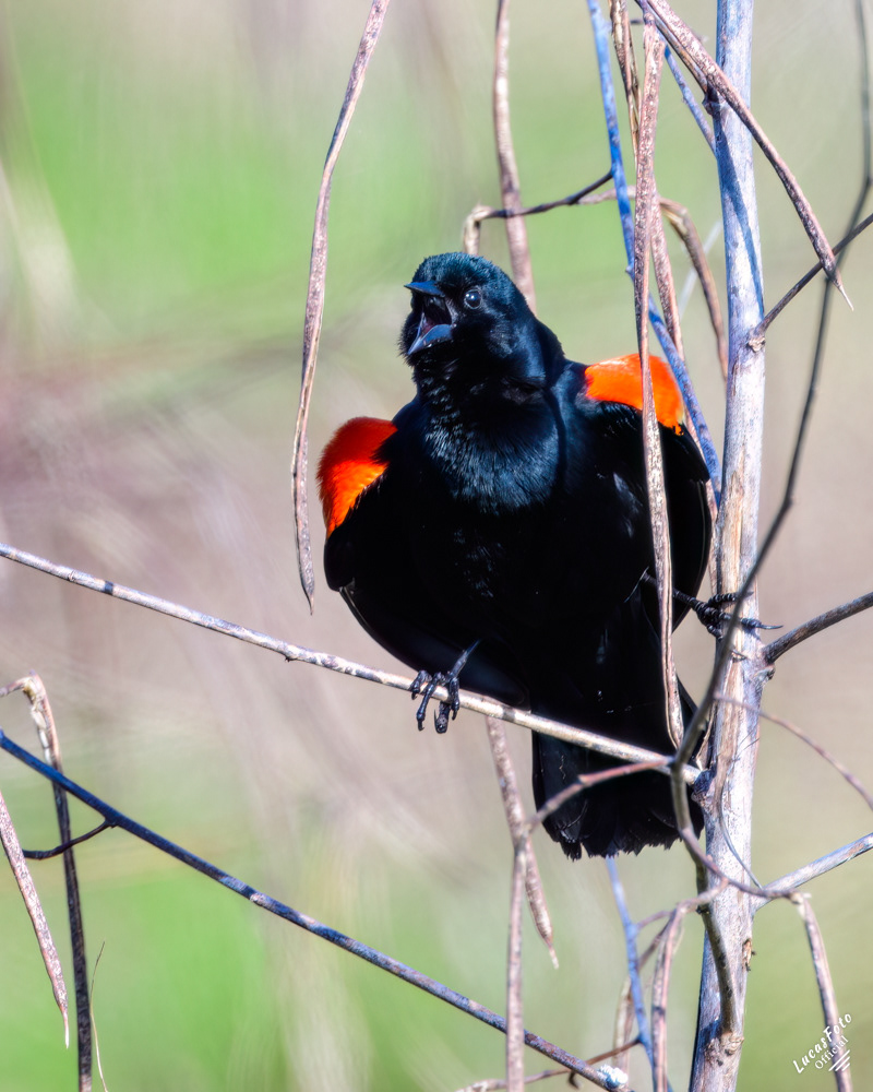 Red-winged Blackbird