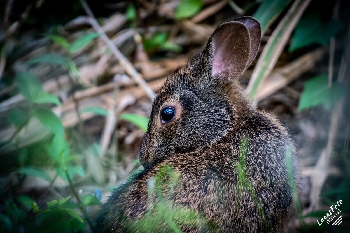 Marsh Rabbit