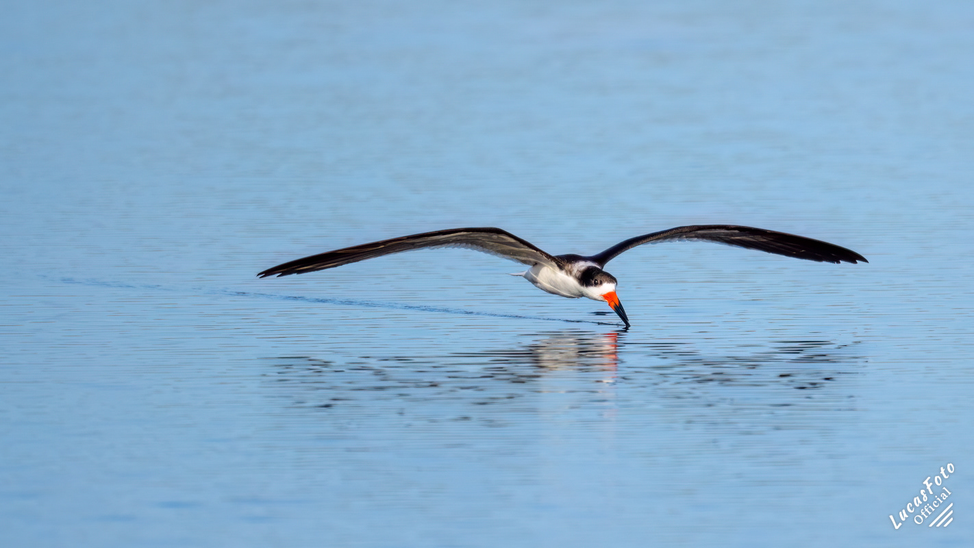 Black Skimmer
