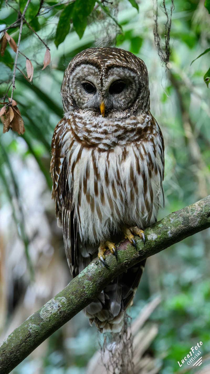 Barred Owl