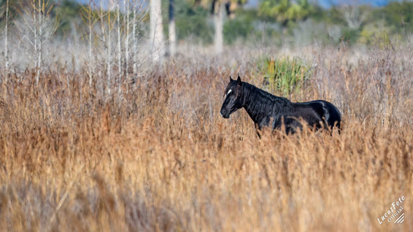 Wild Horse
