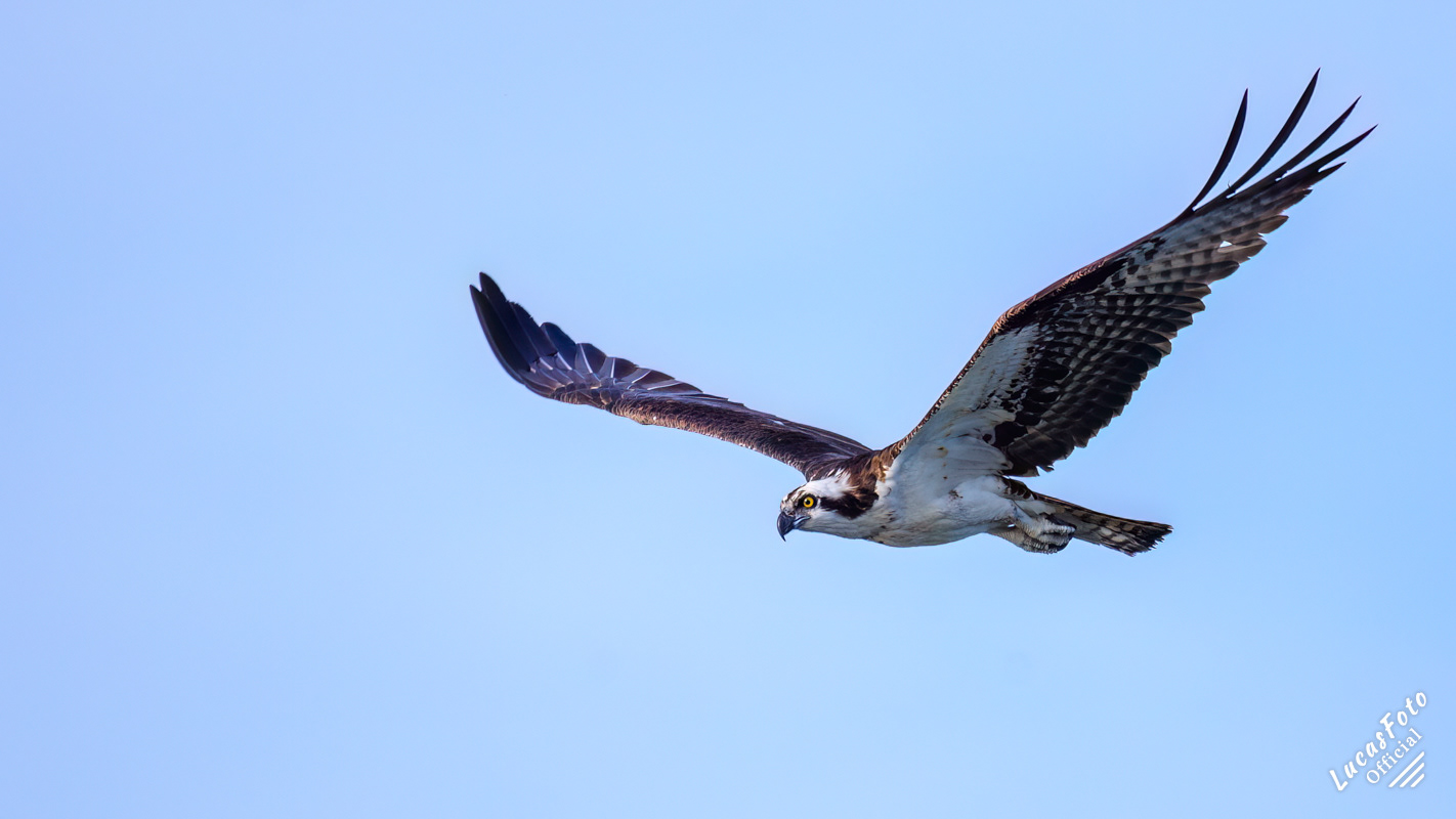 Osprey
