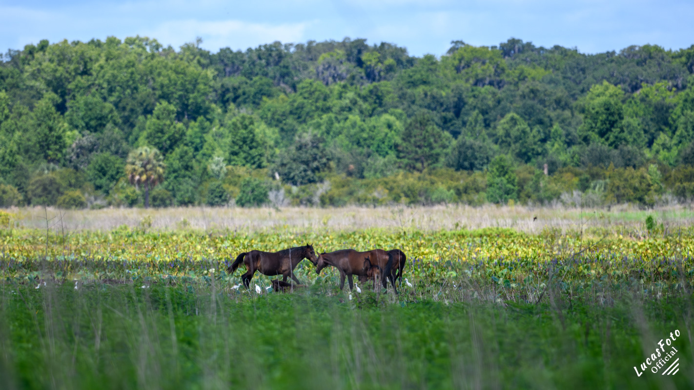 Wild Horse
