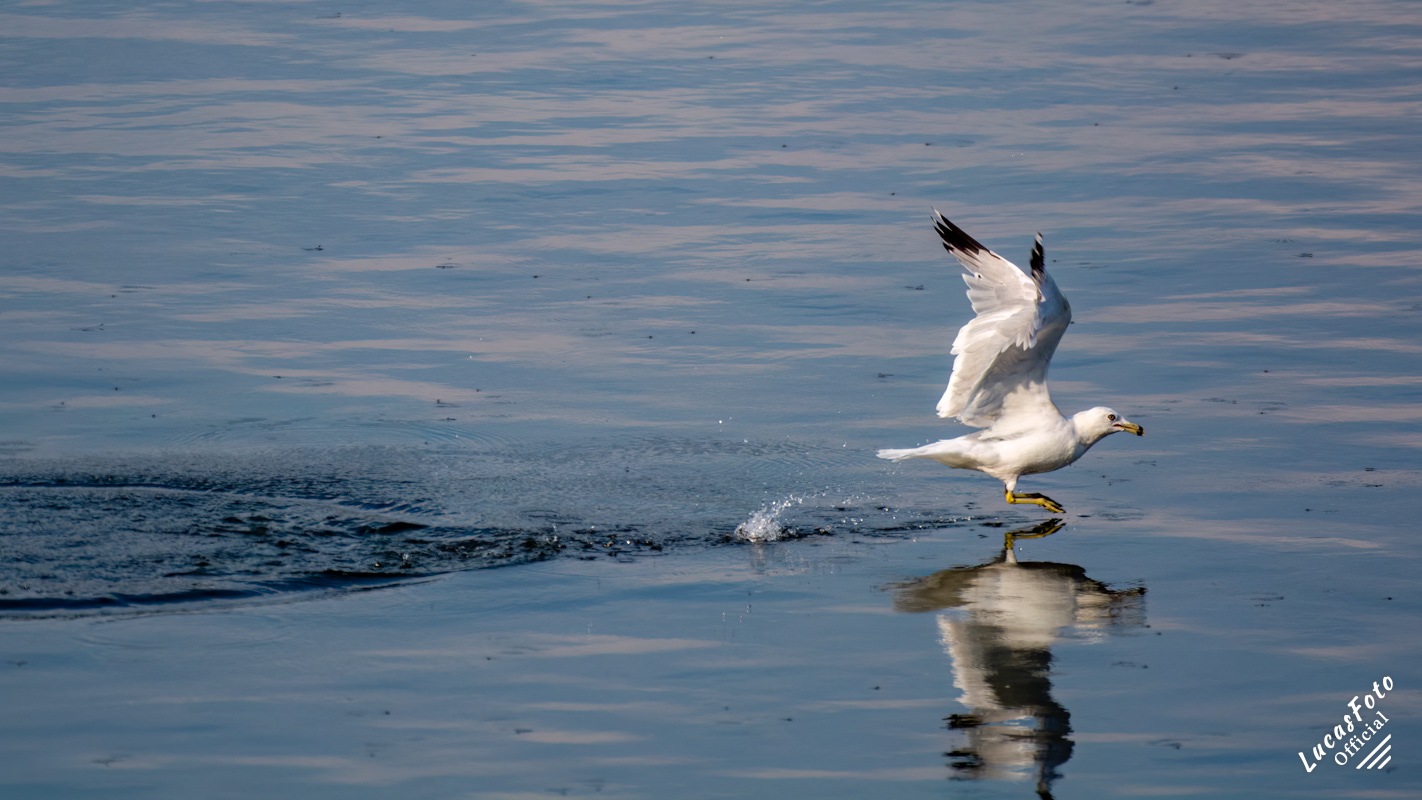 Ring-billed Gull