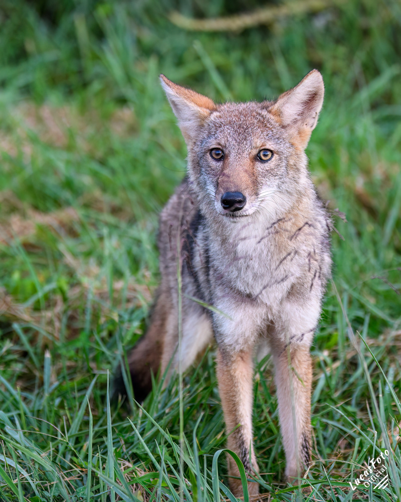Coyote