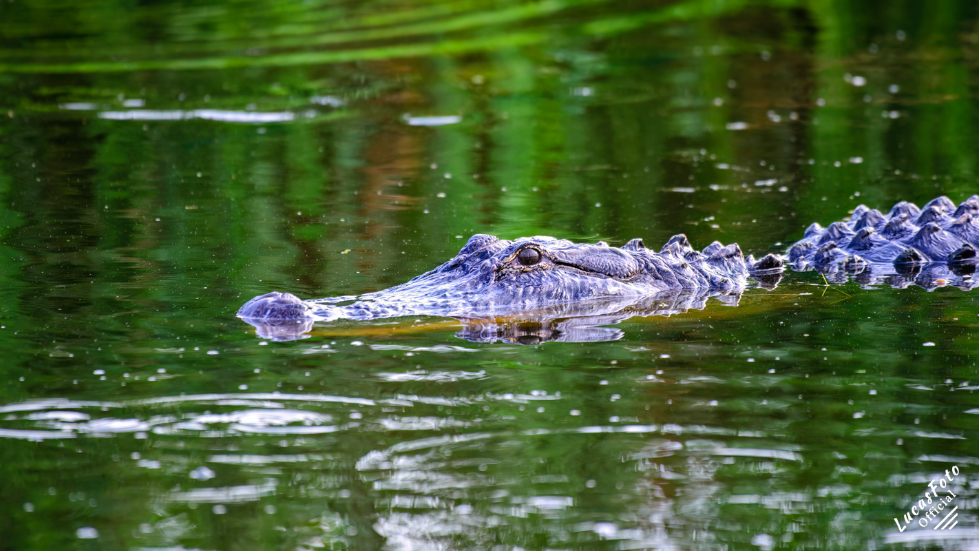 Alligator