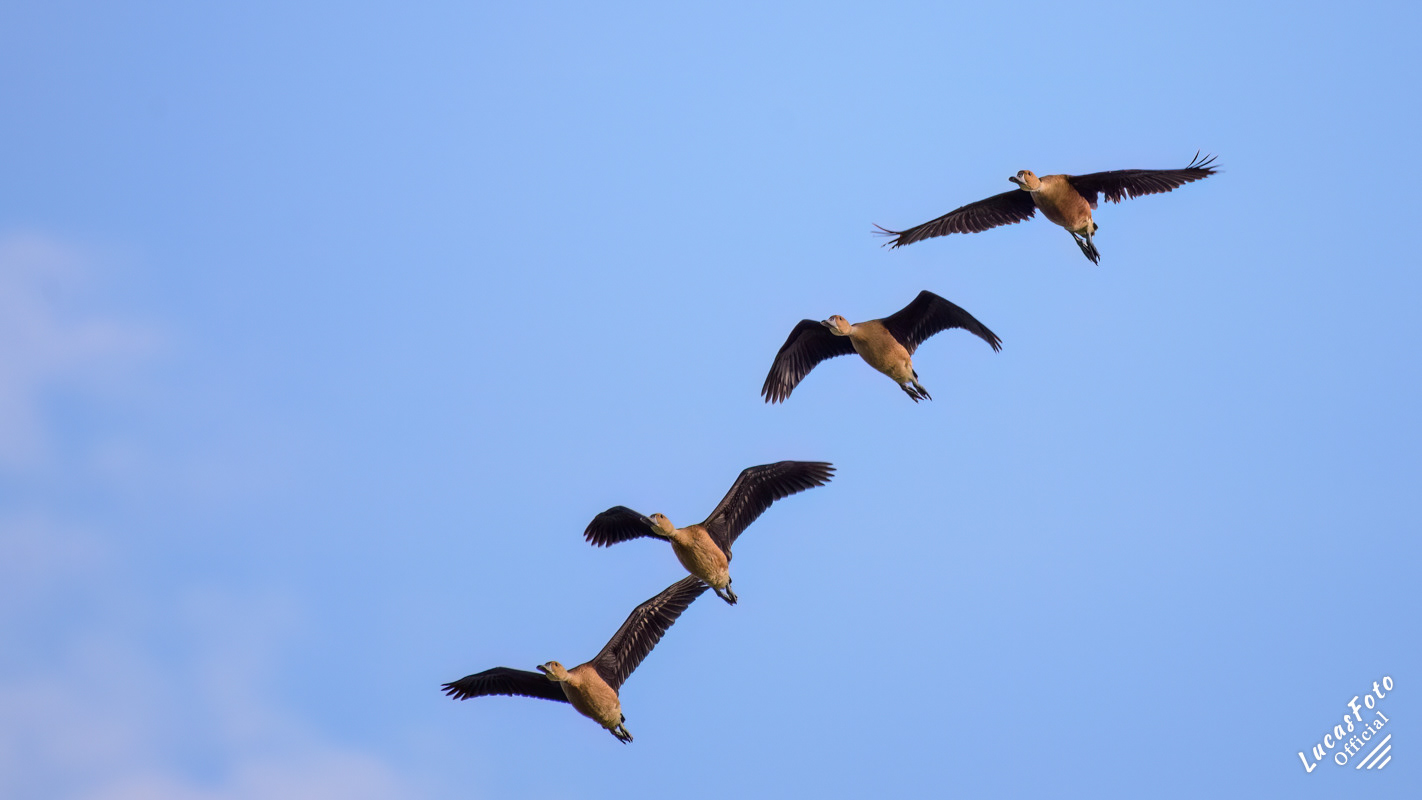 Fulvous Whistling-Duck