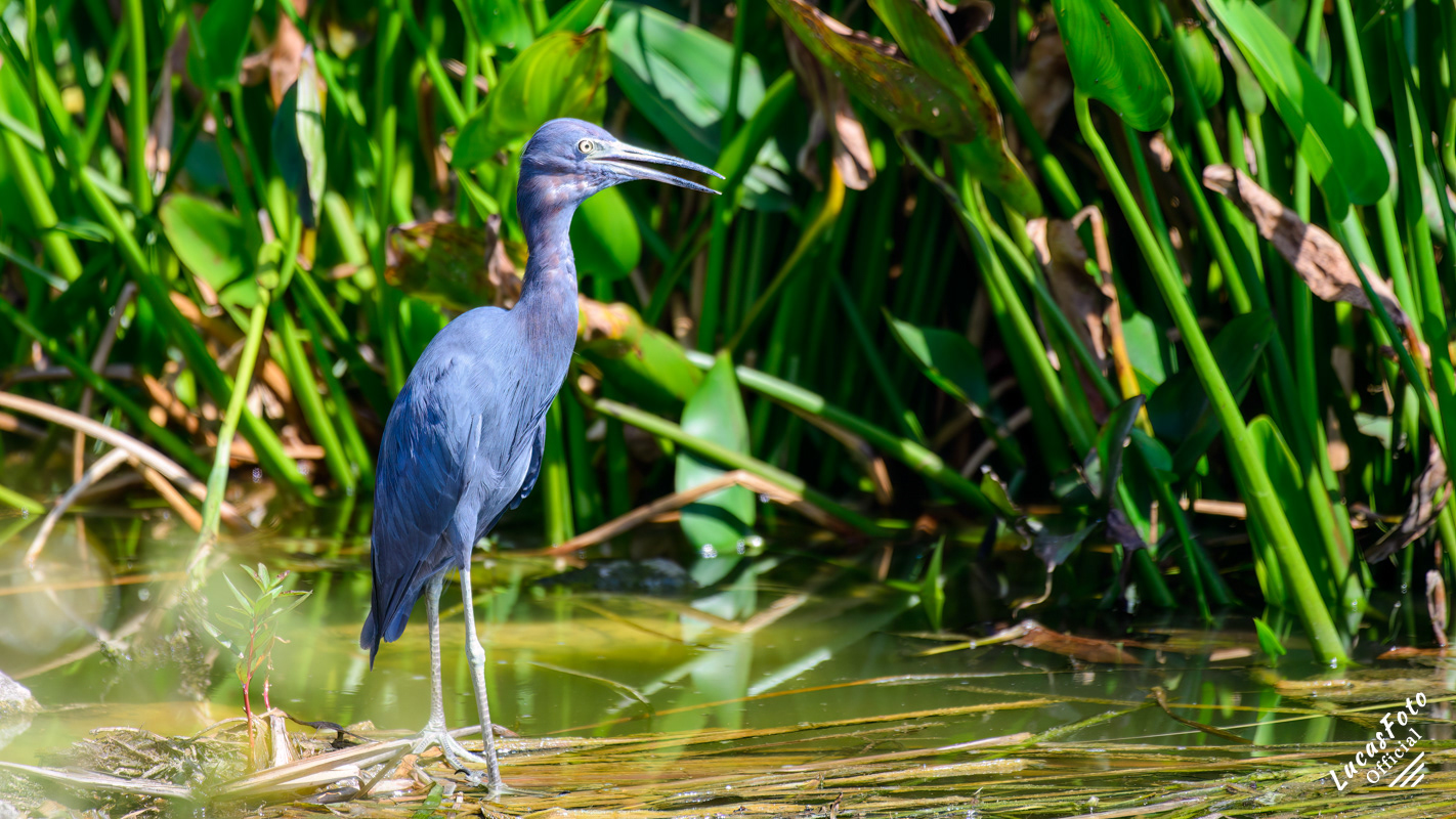 Little Blue Heron