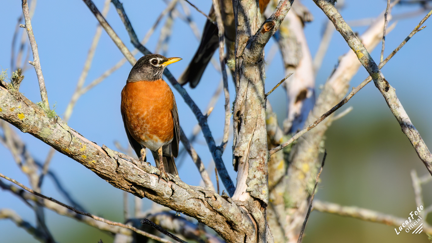 American Robin