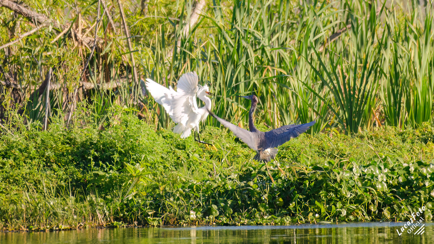 Snowy Egret / Tricolored Heron