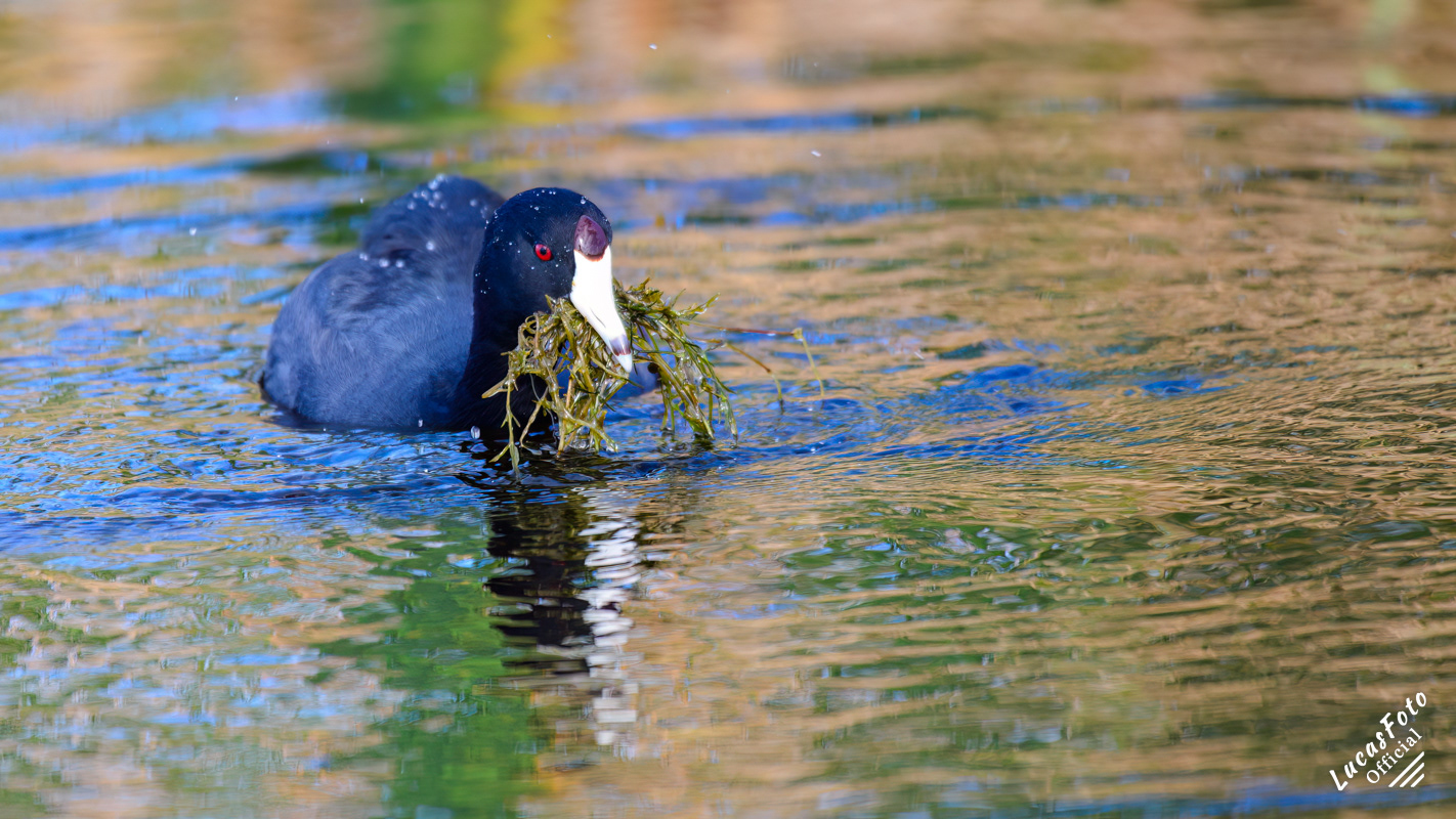 American Coot