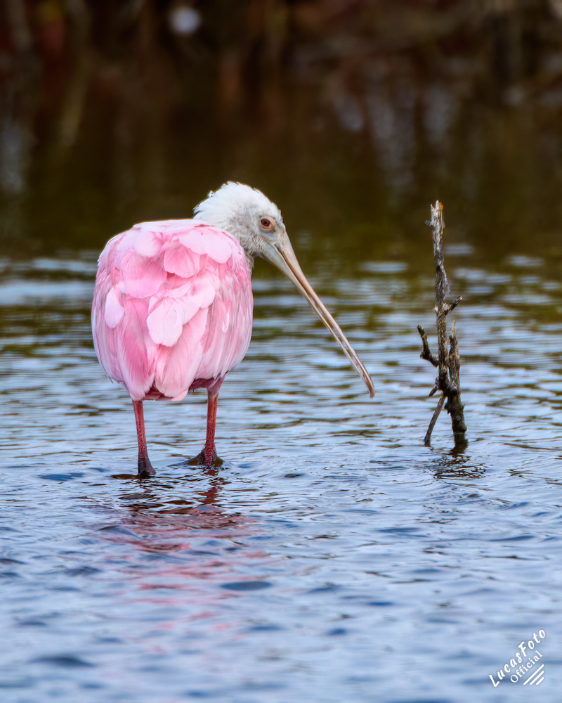 Roseate Spoonbill