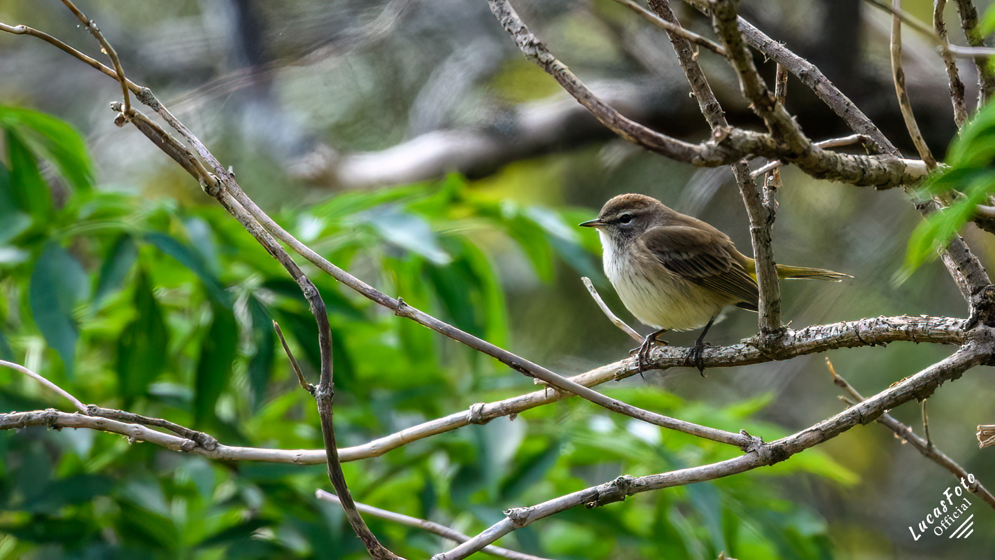 Palm Warbler