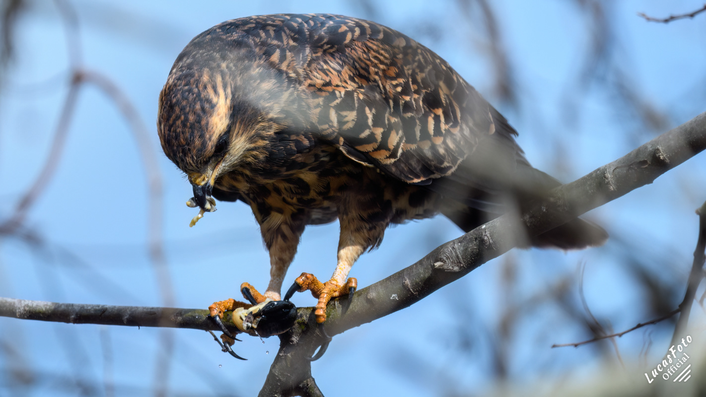 Snail Kite