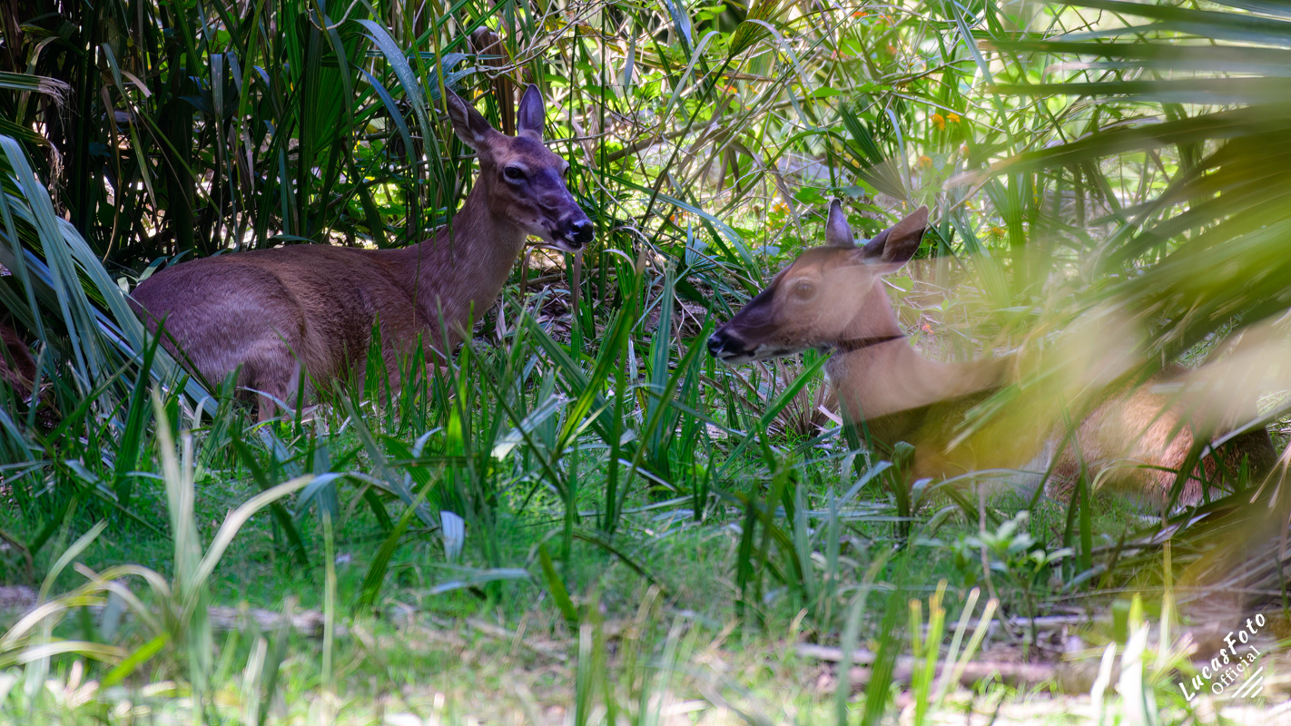 Whitetail