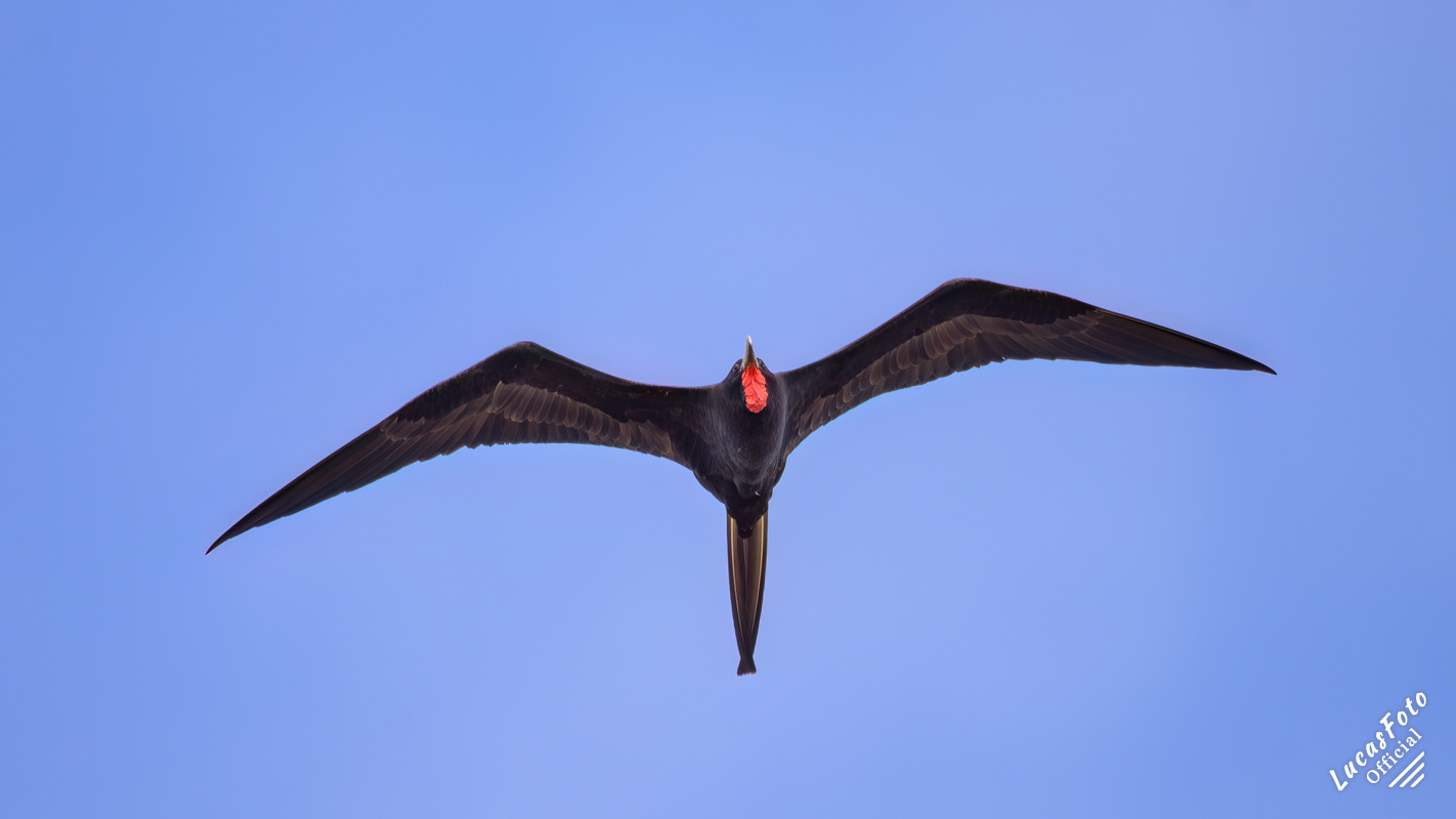 Magnificent Frigatebird