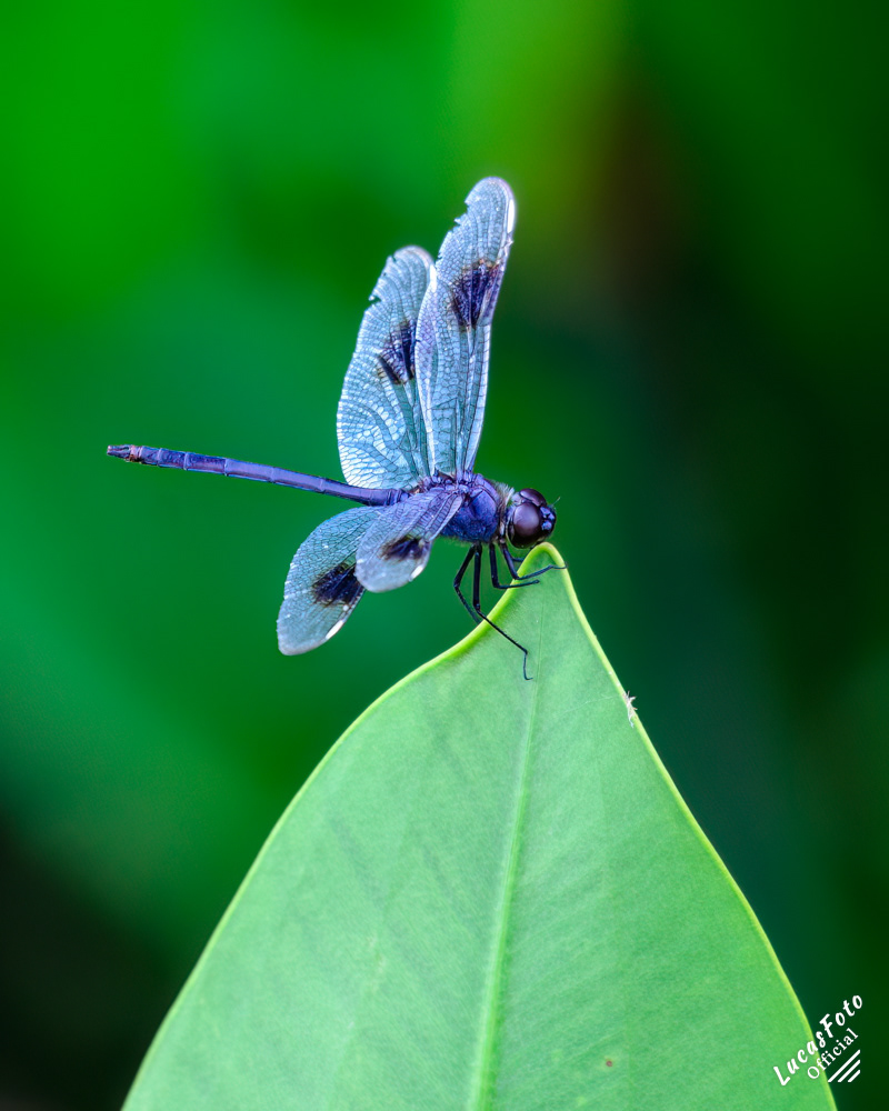 Male Eastern Pondhawk